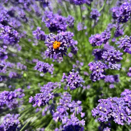 Harmony Holiday, Penzion Kerschenbach